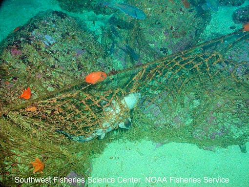 Shark entangled in net with marine debris 