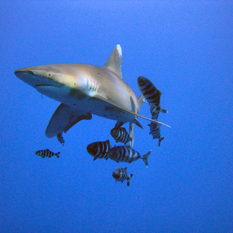 Oceanic Whitetip shark
