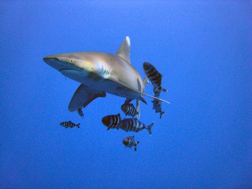 Oceanic Whitetip shark