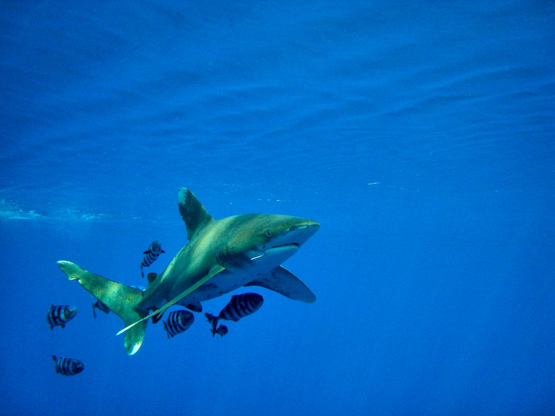 Oceanic Whitetip Shark swimming with fish 