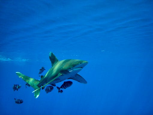 Oceanic Whitetip Shark swimming with fish 