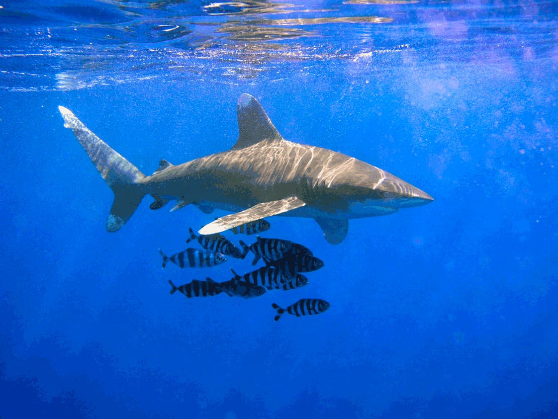 Oceanic Whitetip Shark swimming with fish 