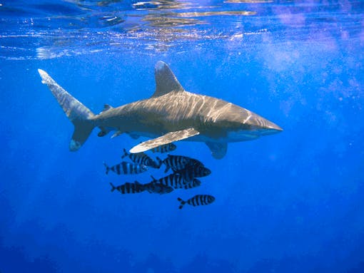 Oceanic Whitetip Shark swimming with fish 