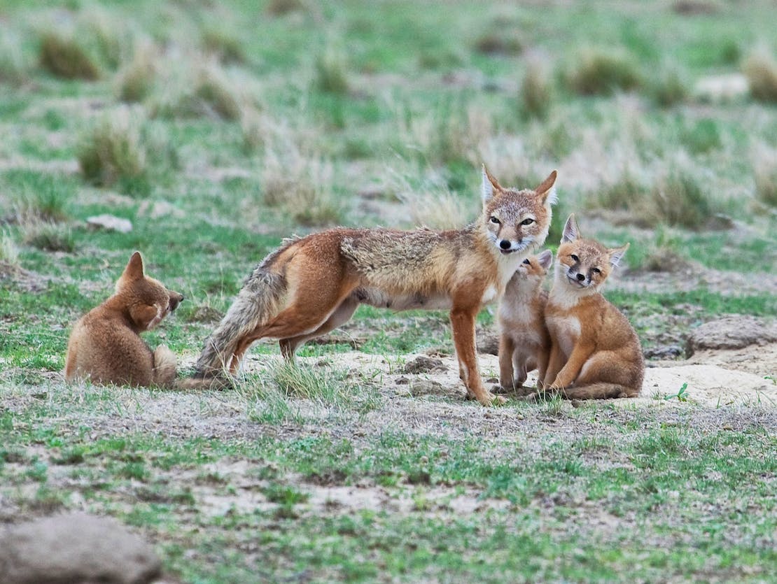 Swift Fox Mother with Kits