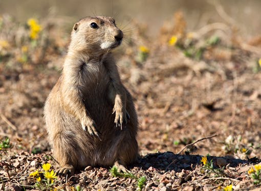 Prairie dog stands alert in field.