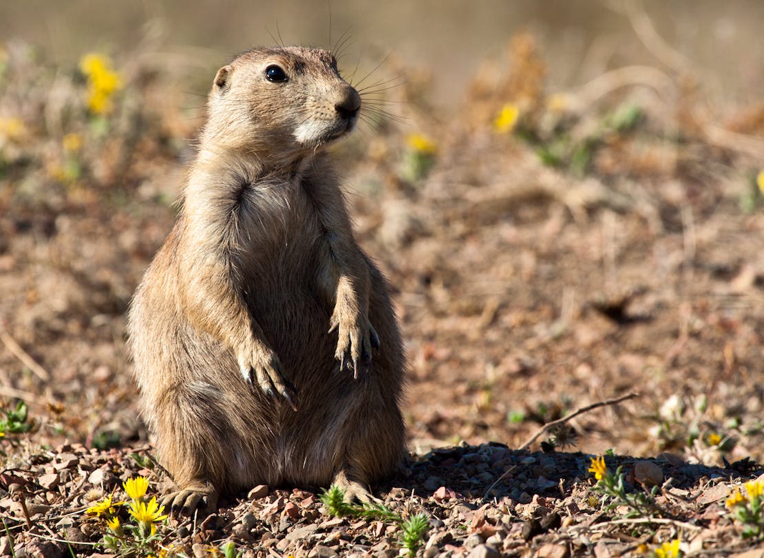 Prairie dog stands alert in field.