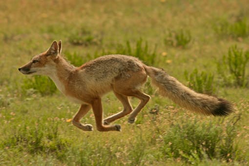 Action shot of Swift Fox Running