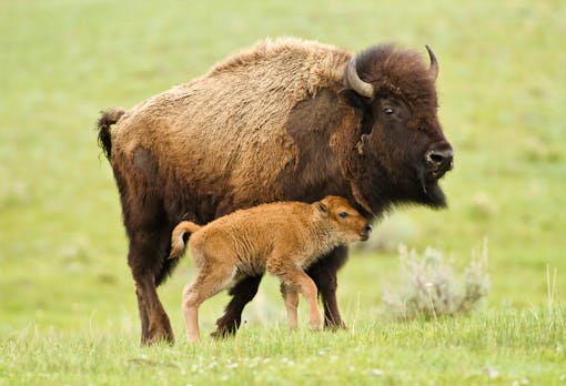 Bison Cow with new Calf in Yellowstone National Park 