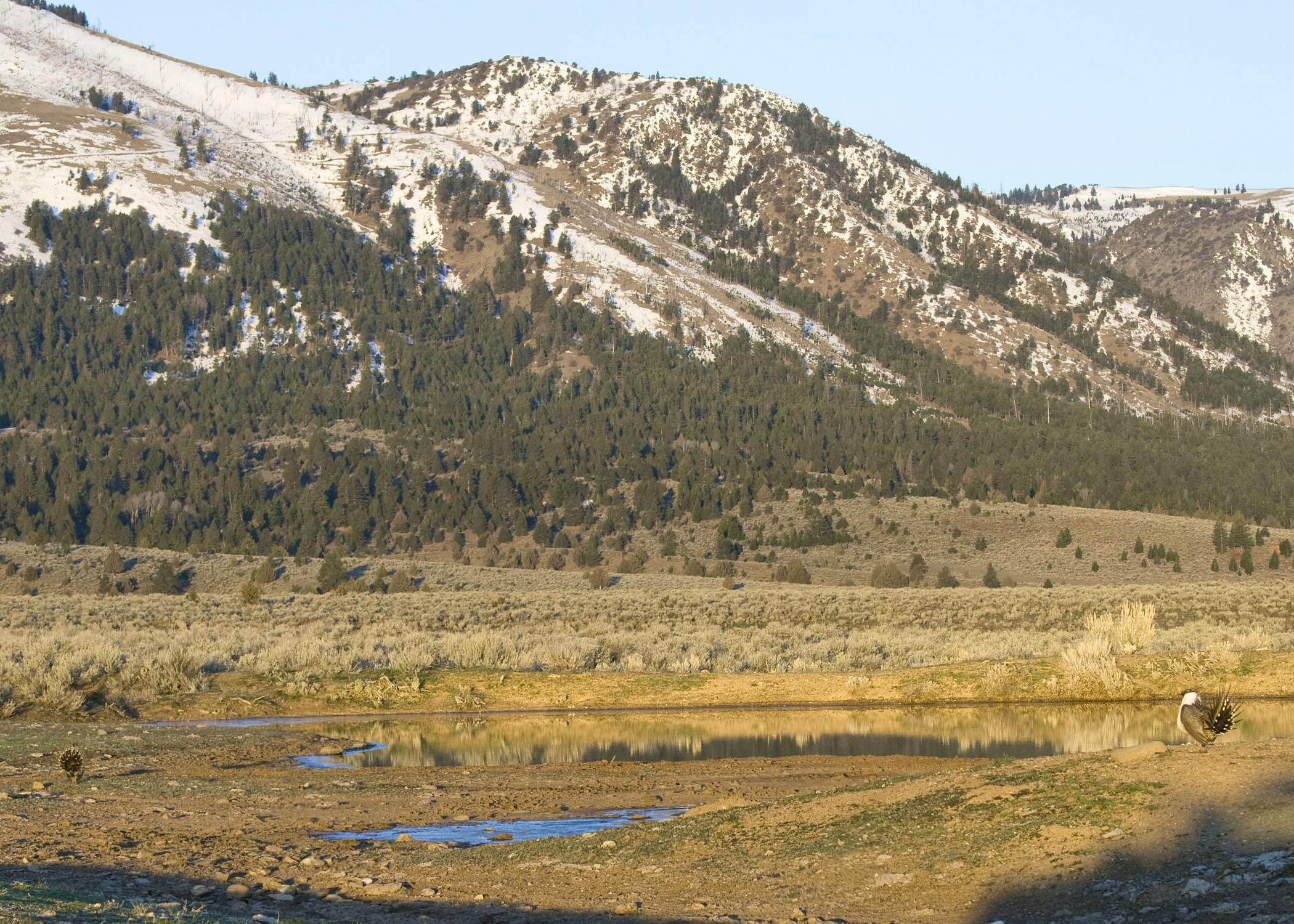 Greater Sage Grouse on lek. Mountain landscape.