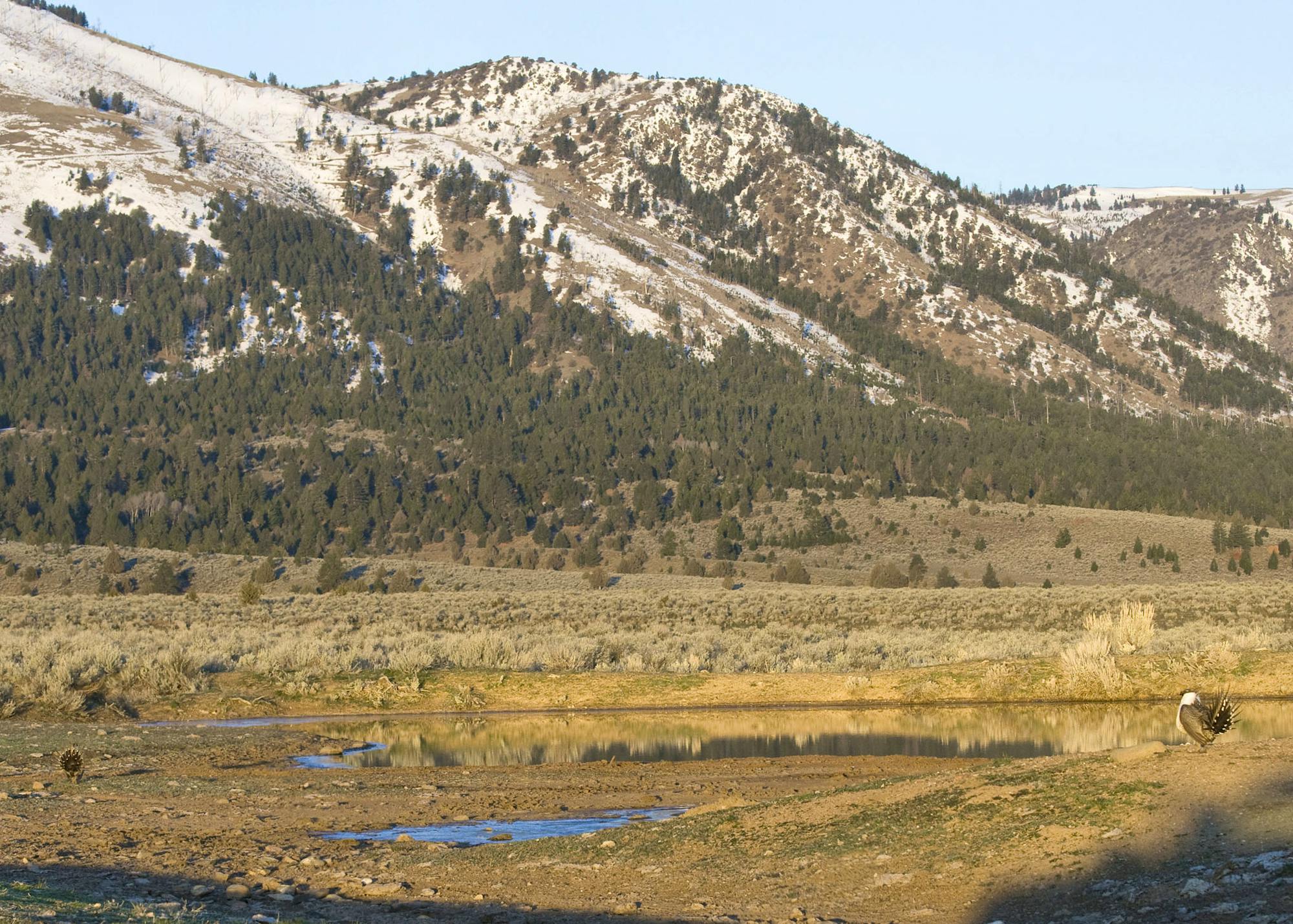 Greater Sage Grouse on lek. Mountain landscape.