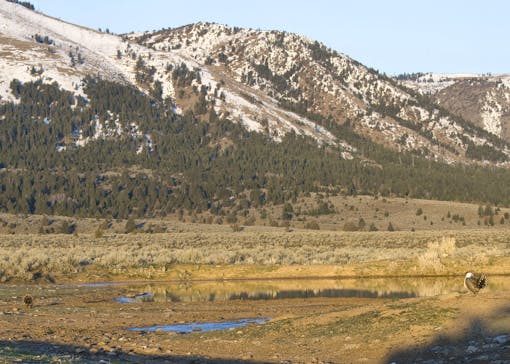 Greater Sage Grouse on lek. Mountain landscape.