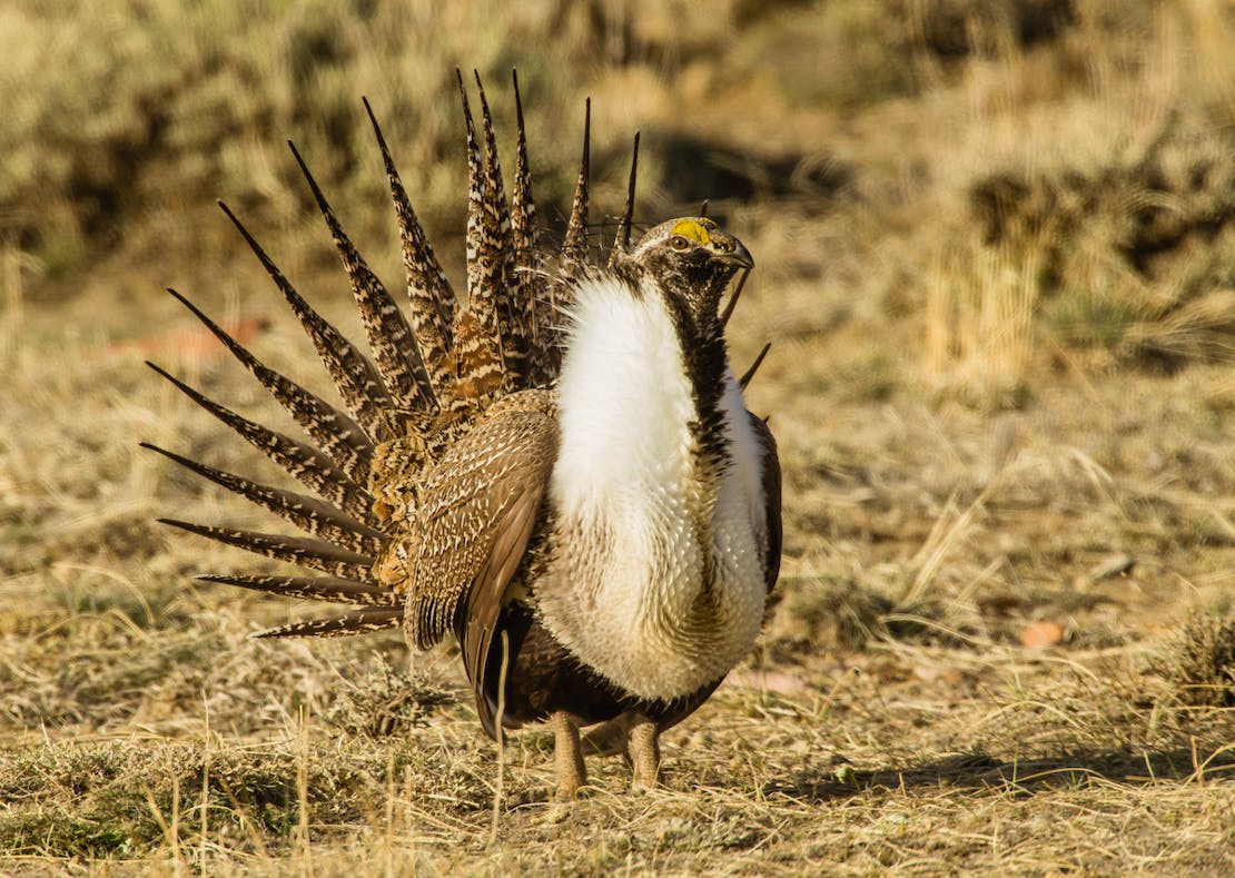 Male sage grouse strutting on lek in early spring.