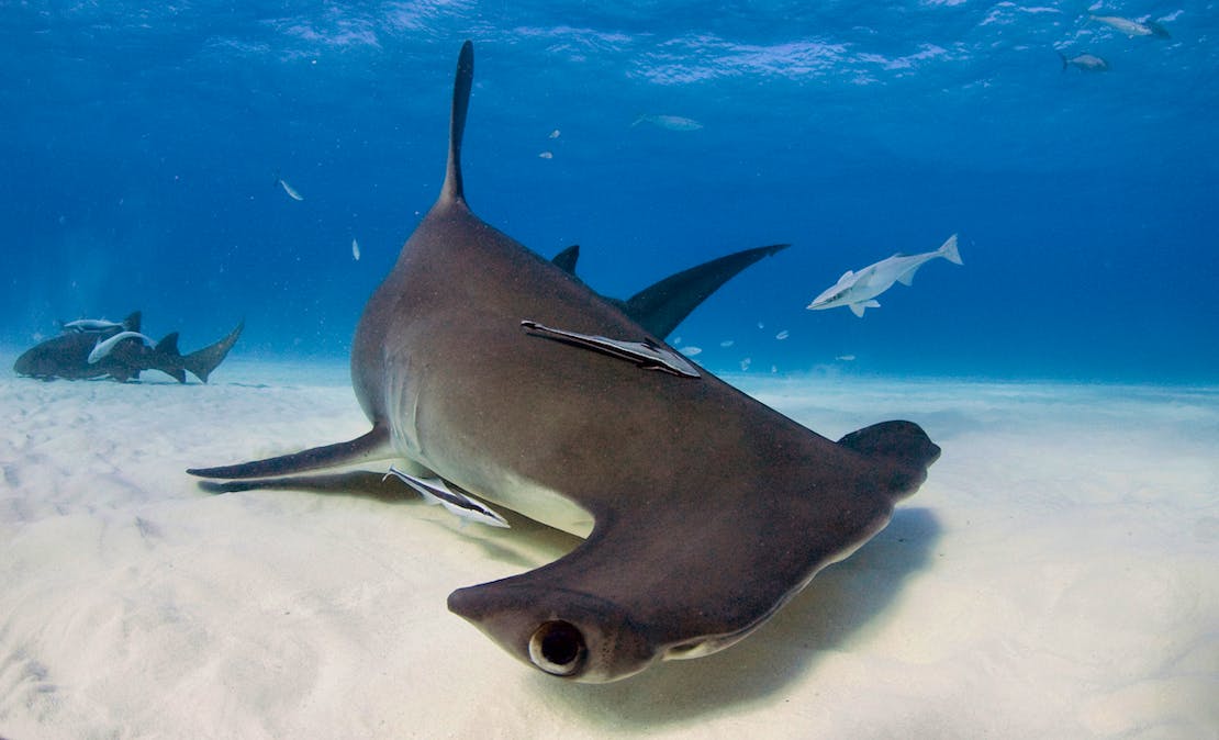 Great hammerhead shark turning at the ocean floor with fish cleaning it underwater at Bimini, The Bahamas