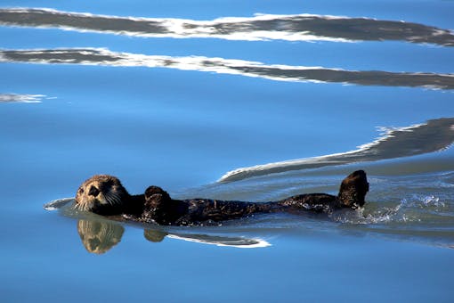 A sea otter swimming in water.