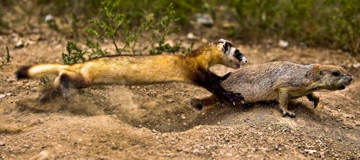 Black-Footed Ferret Hunting a Prairie Dog