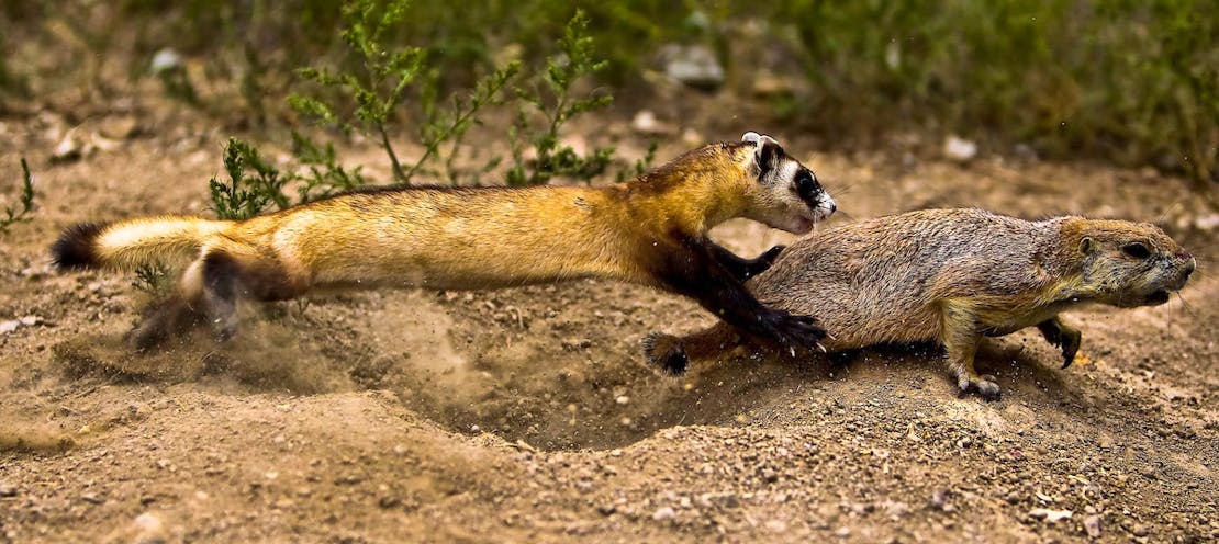 Remembering the Re-Discovery of North America’s Ferret | Defenders of ...