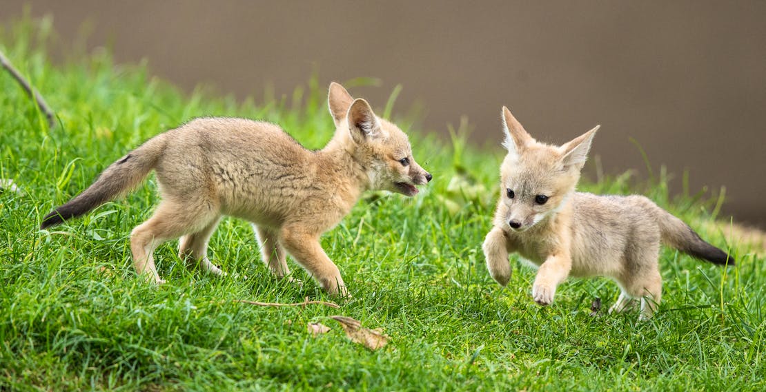 Playing San Joaquin Kit Fox Babies