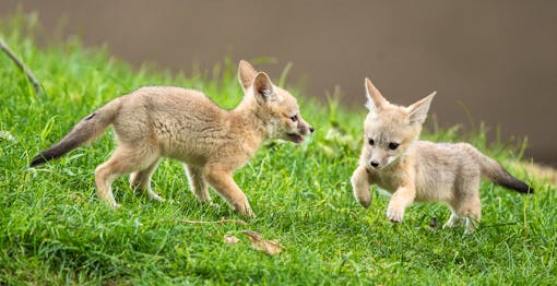 Playing San Joaquin Kit Fox Babies