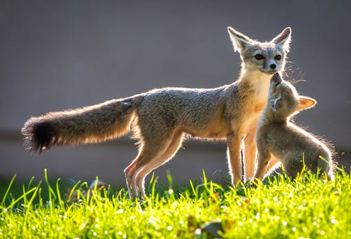 San Joaquin Kit Fox Mother and Kit