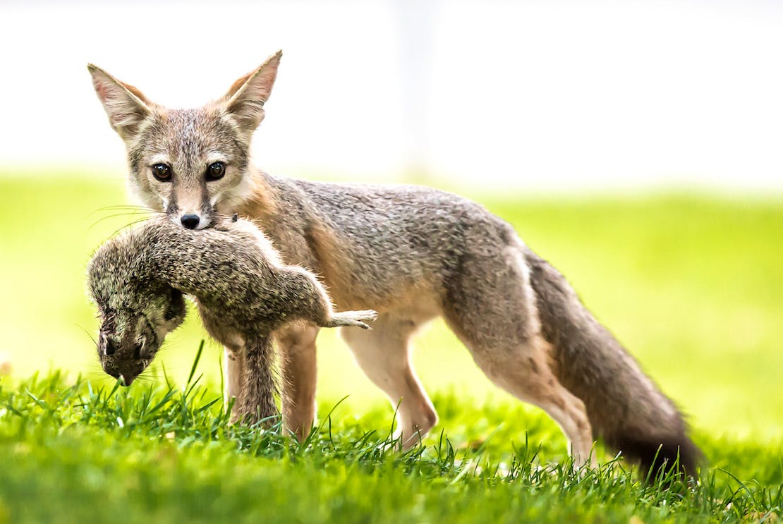 San Joaquin Kit Fox Carrying Squirrel