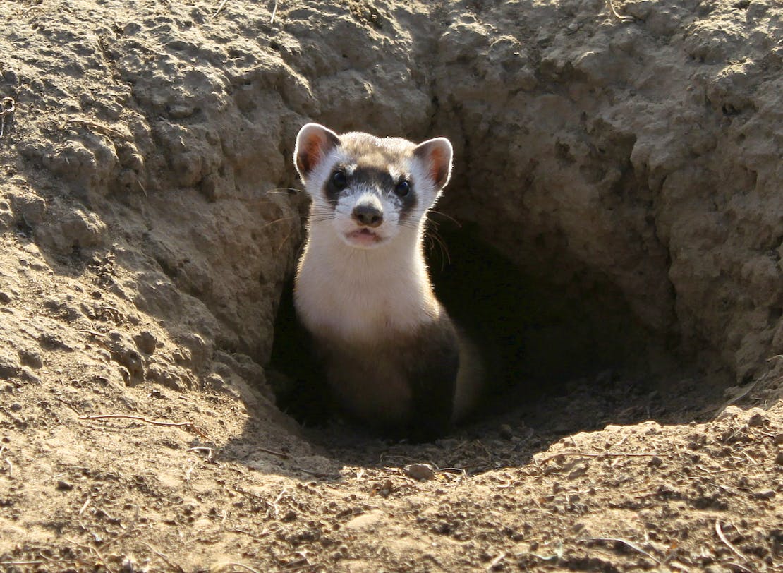 Black-Footed Ferret peeking out of den