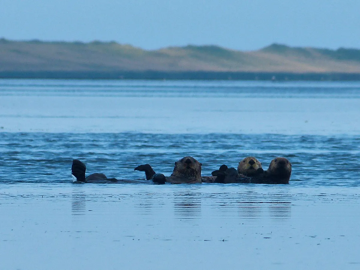 Three sea otters float in the water. There are hills or mountains in the distance in the background.