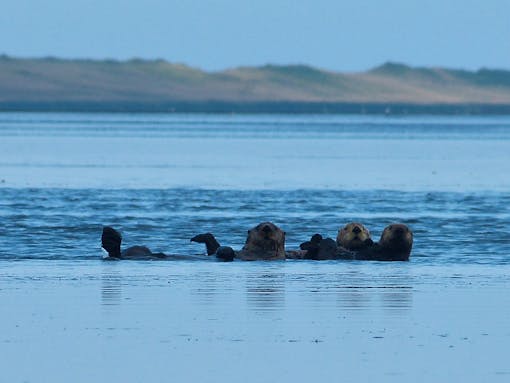 Three sea otters float in the water. There are hills or mountains in the distance in the background.