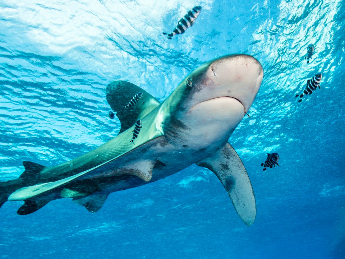 Oceanic whitetip shark at Elphinstone Reef