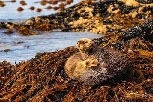 Mother and pup sea otters on a bed of kelp onshore in Kachemak Bay.