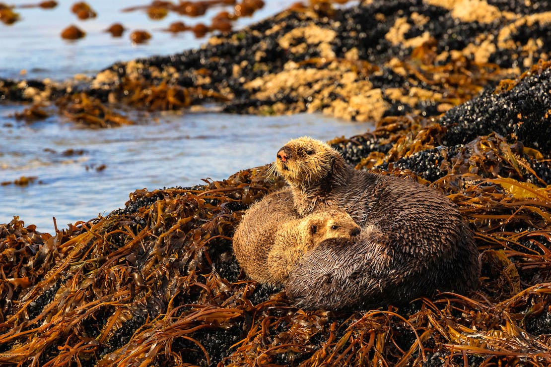 Mother and pup sea otters on a bed of kelp onshore in Kachemak Bay.