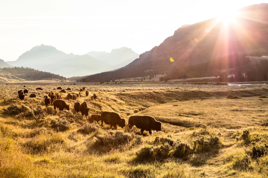 Bison group on the move at sunrise in Lamar Valley