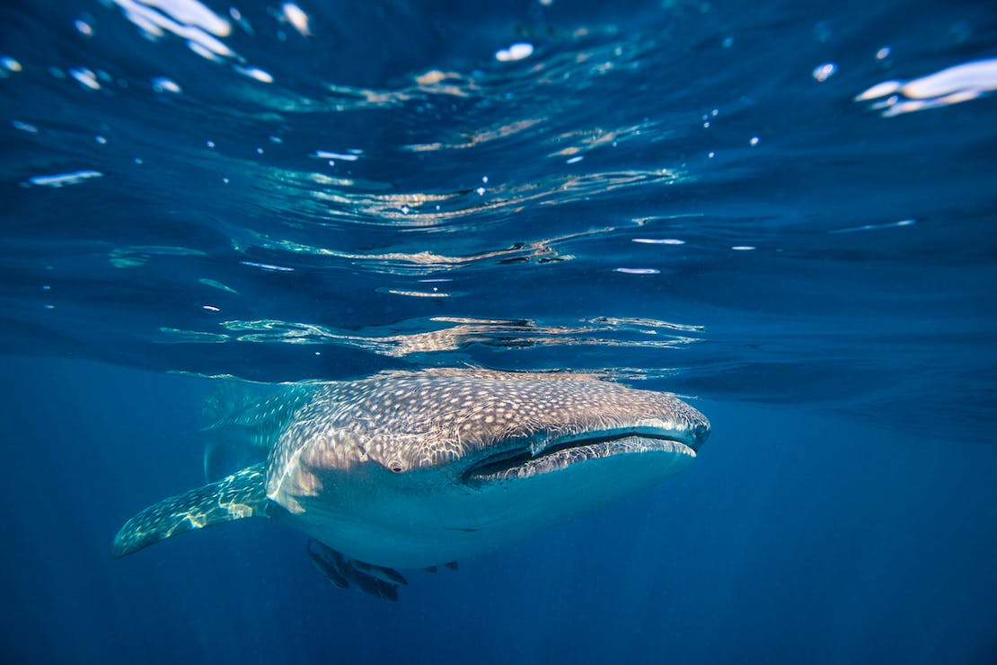 Whale shark breaching water surface