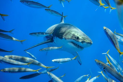 Great white shark swimming through a school of fish