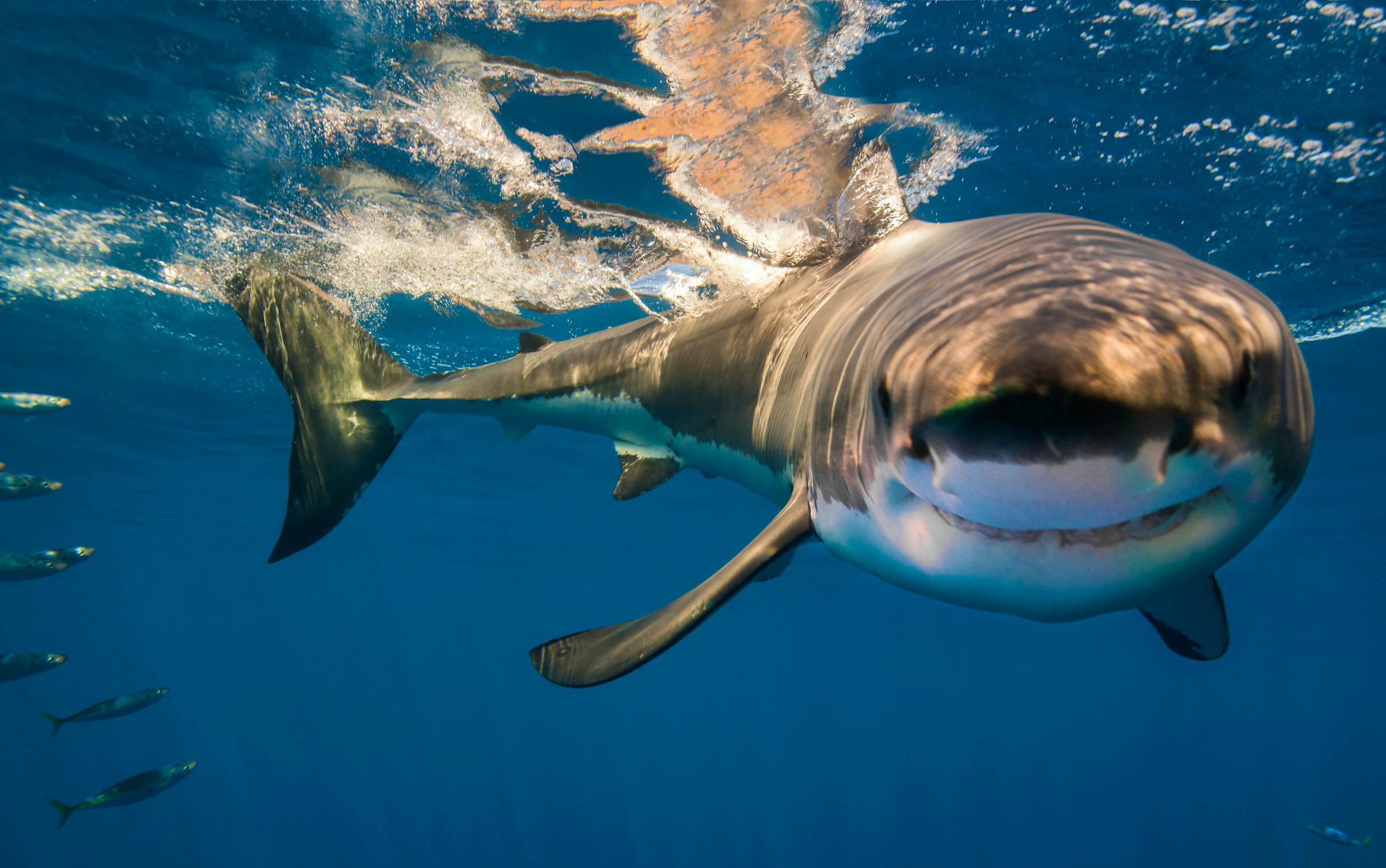 Shark baring teeth in a grin after diving down from water surface 