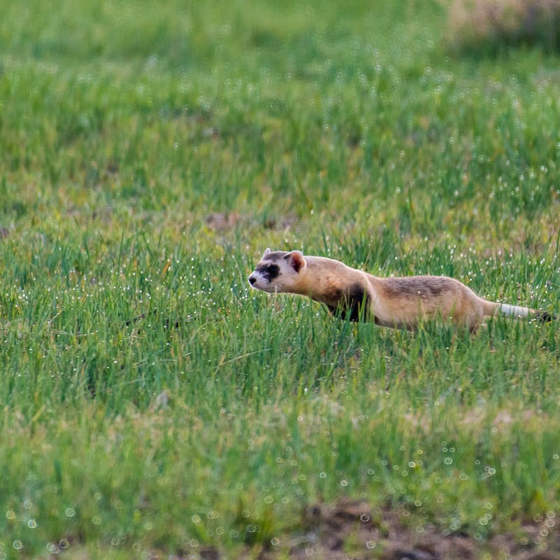 Black-footed ferret running through grass