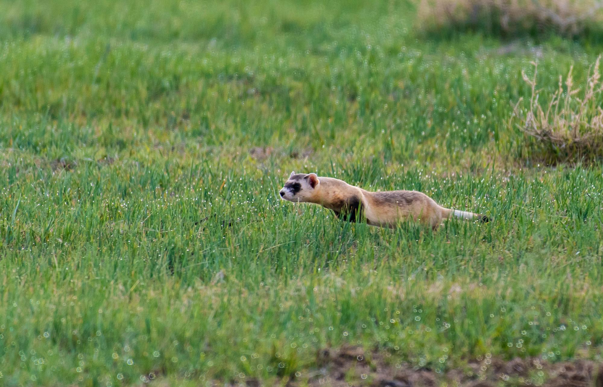 Black-footed ferret running through grass