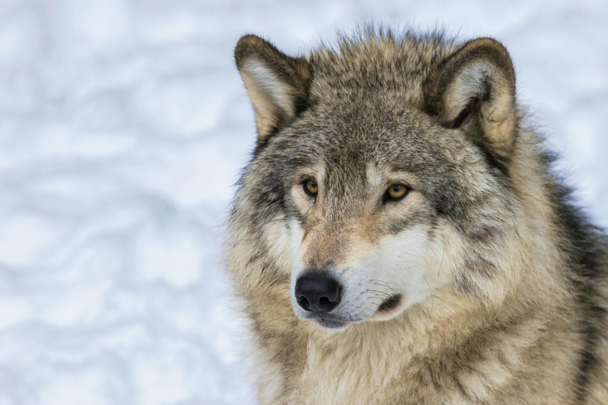 Snow Gray Wolf Portrait 