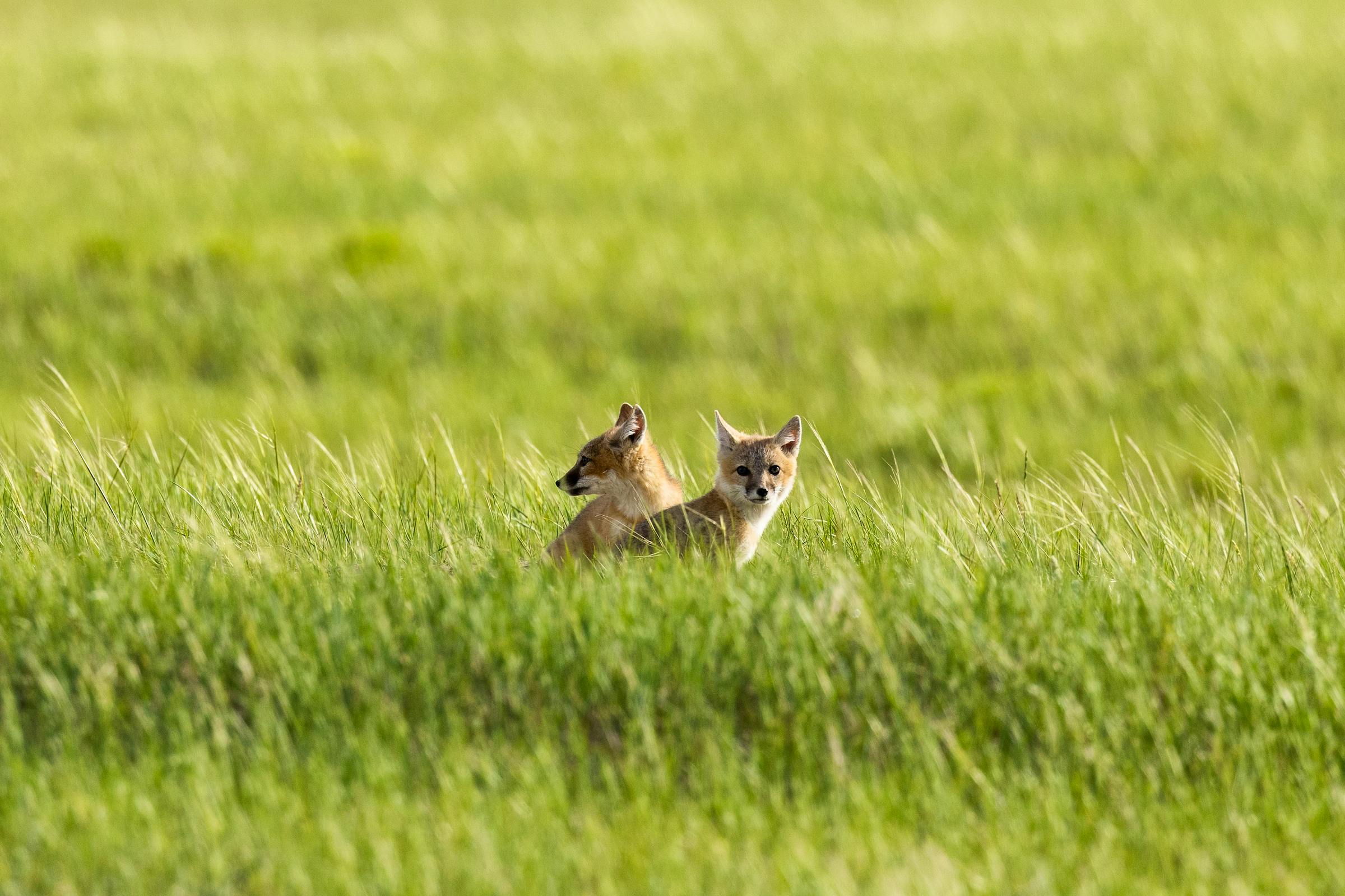 Swift fox kits in grass.
