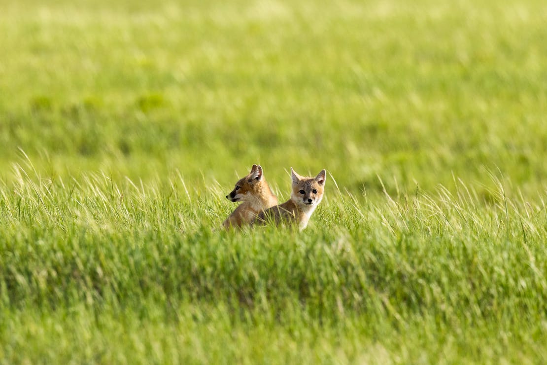 Swift fox kits in grass.