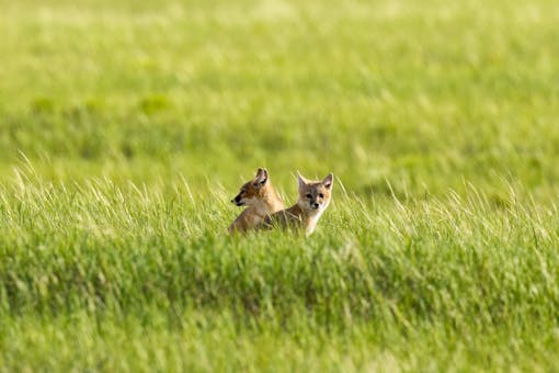 Swift fox kits in grass.