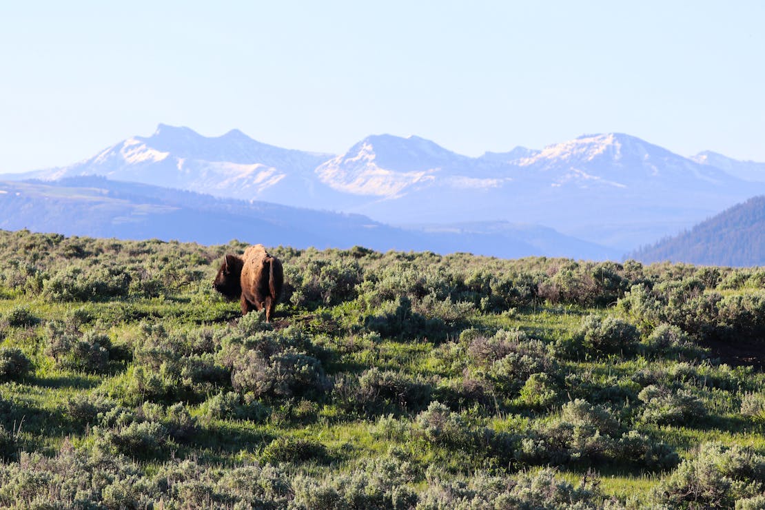 Single bison with mountains in the background at Yellowstone NP, Lamar Valley