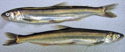  Eulachon fish, a species of smelt.