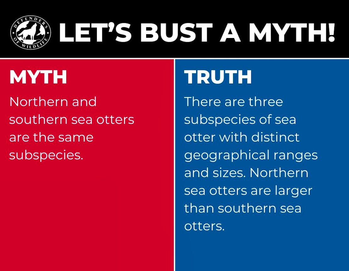 A graphic with "Let's Bust a Myth" heading, a red box with "myth" opposing a blue box with "truth".