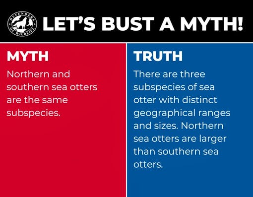 A graphic with "Let's Bust a Myth" heading, a red box with "myth" opposing a blue box with "truth".