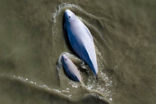 Cook Inlet Beluga Mother and Calf Swimming in Water.