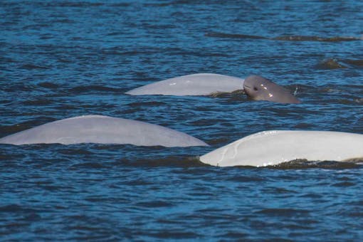 cook inlet beluga whales