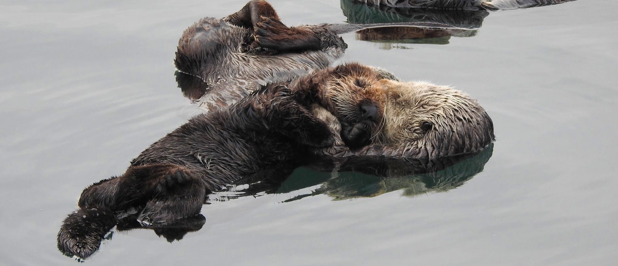 Sea Otter Mom and Pup in water