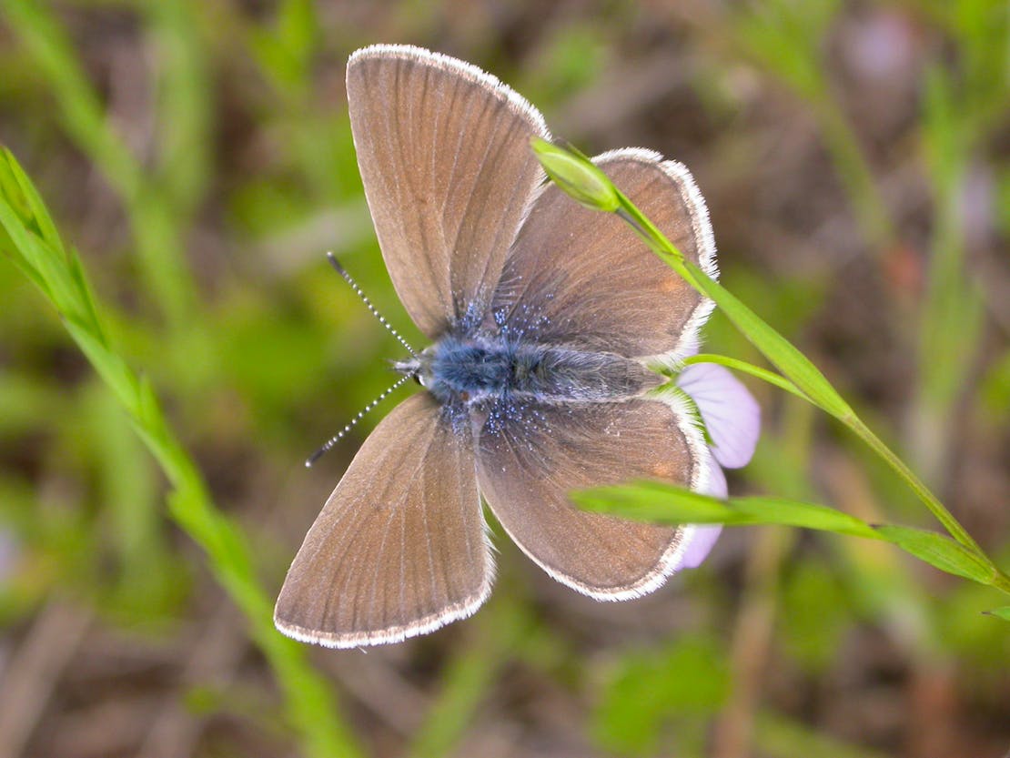 Female Fender's blue butterfly