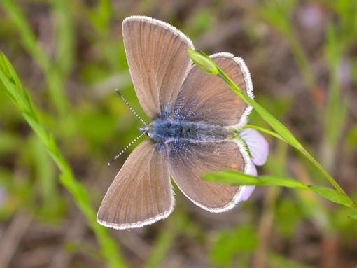 Female Fender's blue butterfly