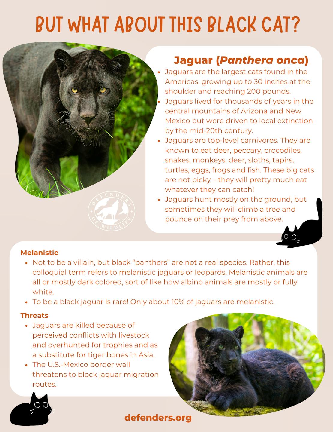 Black Cat Jaguar Fact Sheet